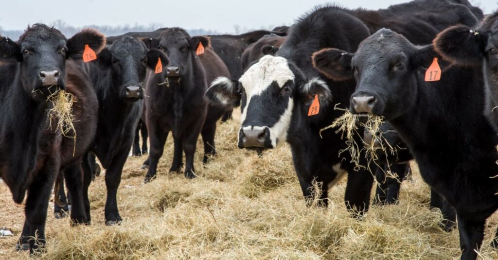 Büyükbaş Besi Çiftliği Kurmak - Nasıl Kurulur? Maliyeti? büyükbaş besi çiftliği